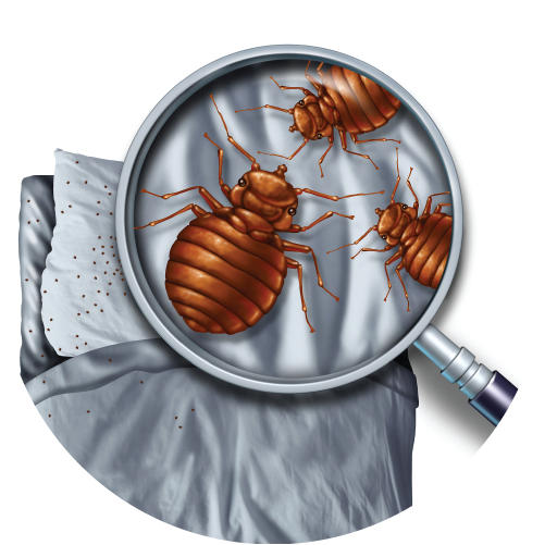 Bed Bug St. Louis in St. Louis, Missouri Offers Bed Bug Detection Services